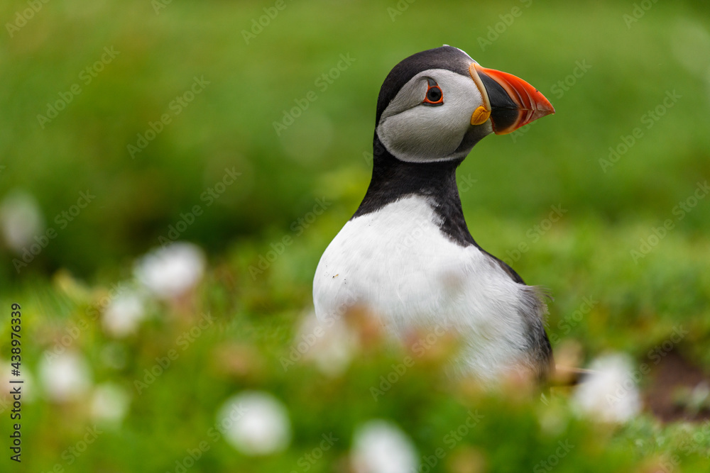 Wild Sea Birds Atlantic Puffins at the coast of Skomer Island, Pembrokeshire, Wales, UK Wild Sea Birds Atlantic Puffins at the coast of Skomer Island, Pembrokeshire, Wales, UK