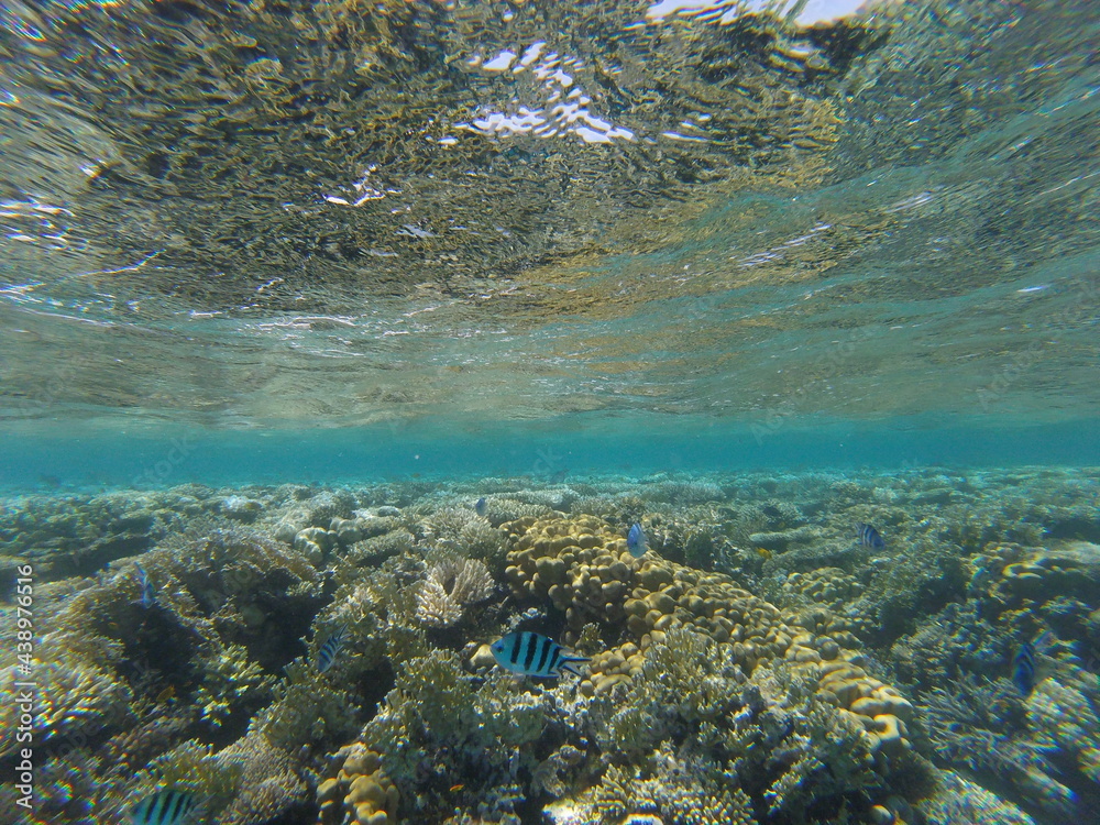 Fototapeta premium Unter Wasser