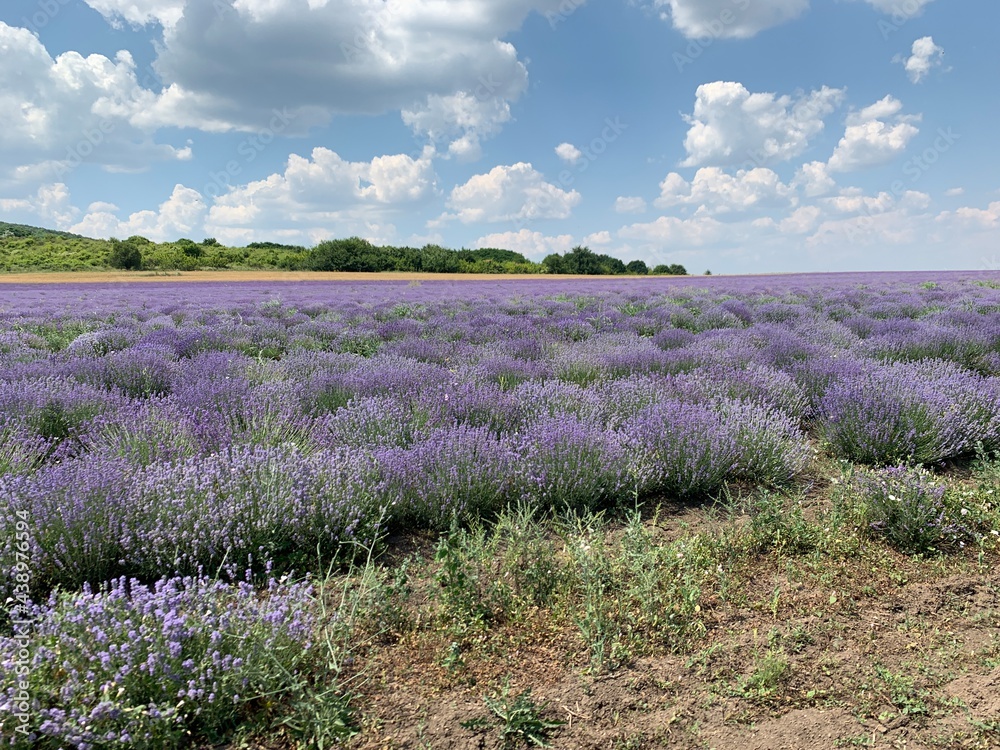 lavendel lavendel