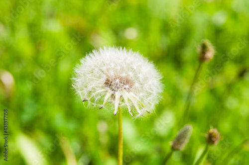 Dandelion close up on a green meadow background