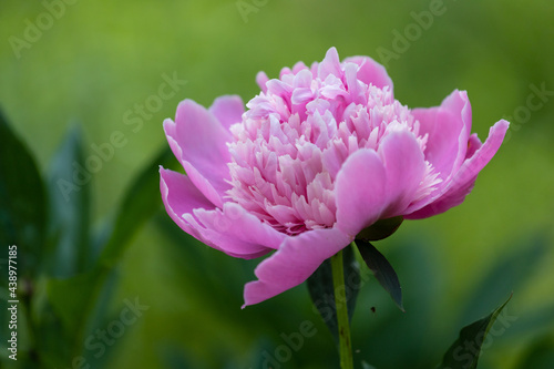 pink peony blossom