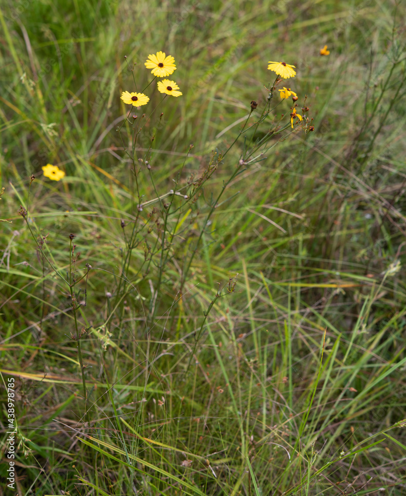 A background image depicting a natural meadow habitat with tall grass and yellow wildflowers A background image depicting a natural meadow habitat with tall grass and yellow wildflowers