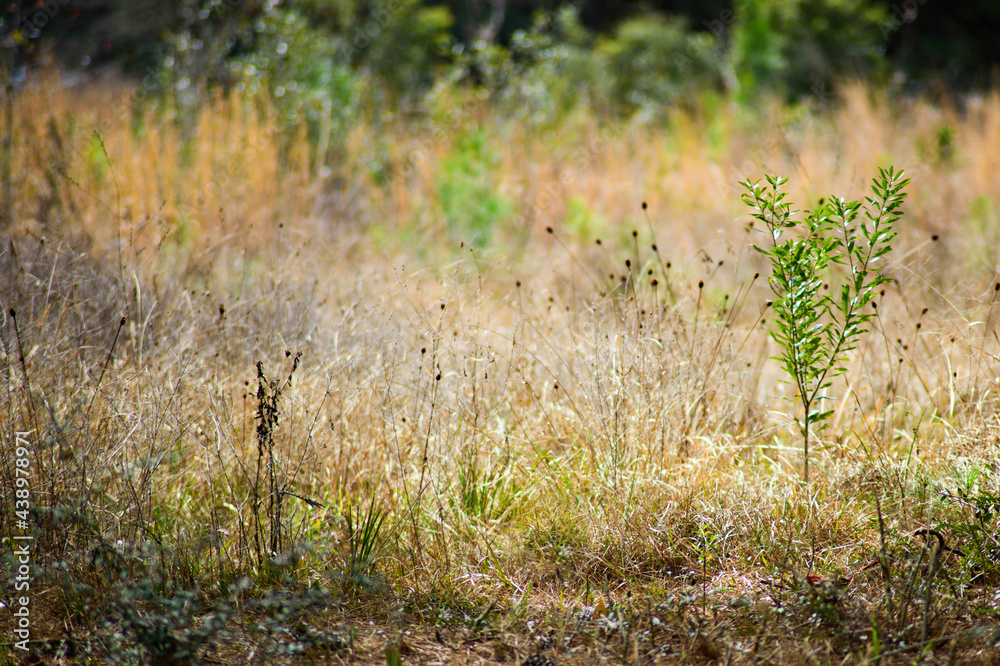 A background image depicting a wild habitat in the fall with tall dried grass providing food and cover for birds, insects and white tail deer