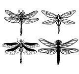 set of dragonfly,sketch,pattern,black