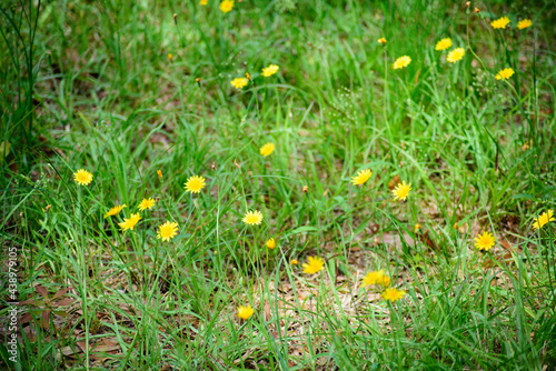 A background image depicting a sunny natural meadow habitat with wild Dandelion and grass