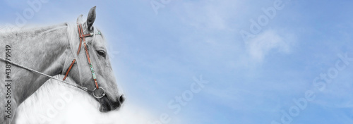 Horse head portrait against the sky. Colorful bridle. Panorama. Banner with place for text.