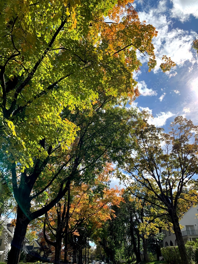 Naklejka premium trees in autumn