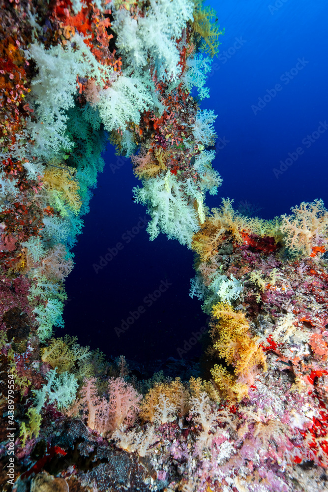 Fototapeta premium Underwater landscapes of Maldives where coral reefs are recovering well thanks to improved protection.