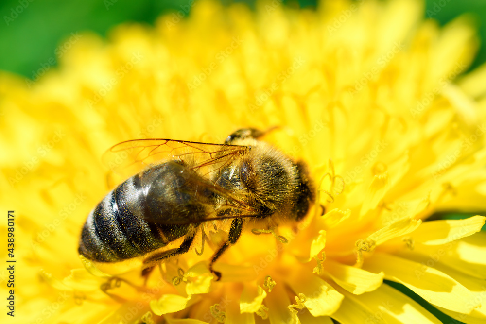Macro shot of a honey bee collecting pollen of dandelion flower. High resolution image, perfect for interior decoration in Healing by Nature Fine Art Design style. Macro shot of a honey bee collecting pollen of dandelion flower. High resolution image, perfect for interior decoration in Healing by Nature Fine Art Design style.
