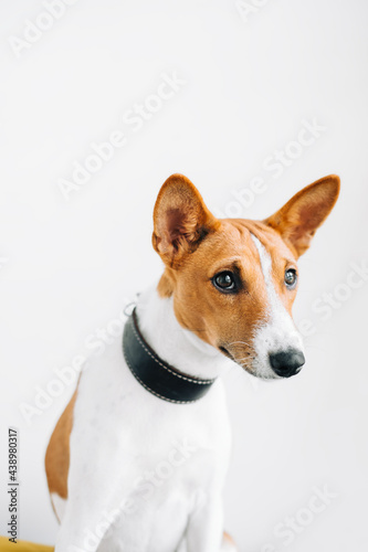 Portrait of red white basenji dog isolated on white background .