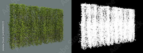 A variety of ivy and shrubs
