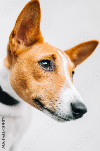 Portrait of red white basenji dog isolated on white background .