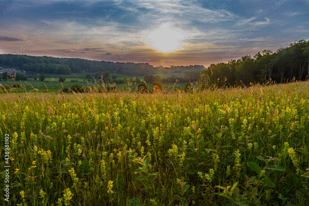 A warm sunset over the rolling hills of the Sint Pietersberg in the south of Limburg near Maastricht. The last sunbeams give a golden colour over the hills and the field with wild yellow orchids.