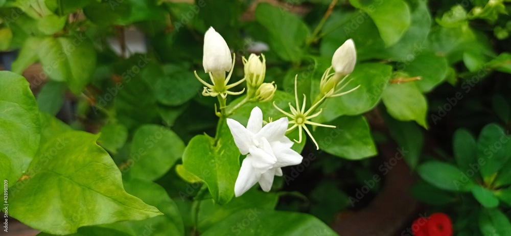 Fototapeta premium Jasmine flowers