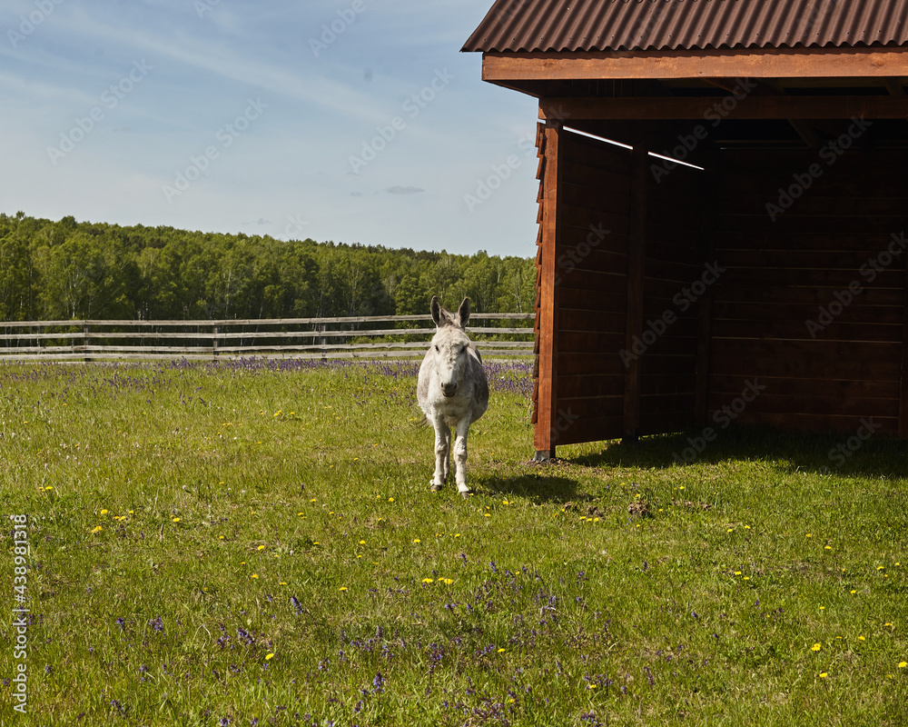 Obraz premium DONKEY