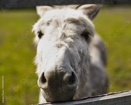 DONKEY