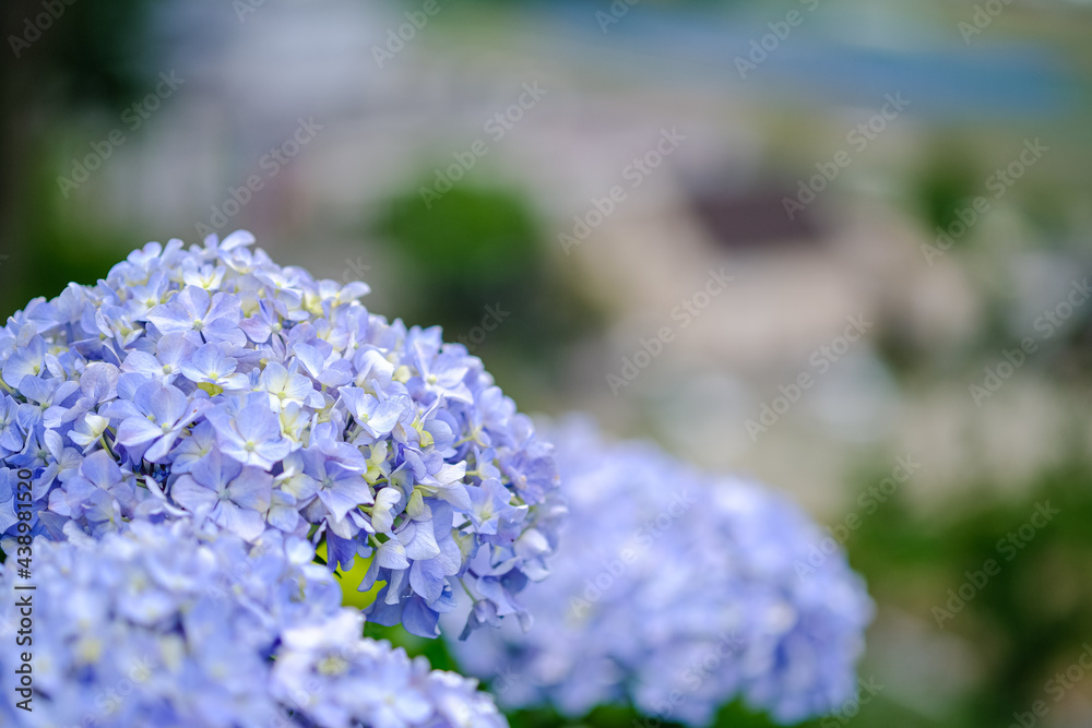Obraz premium 紫陽花の花