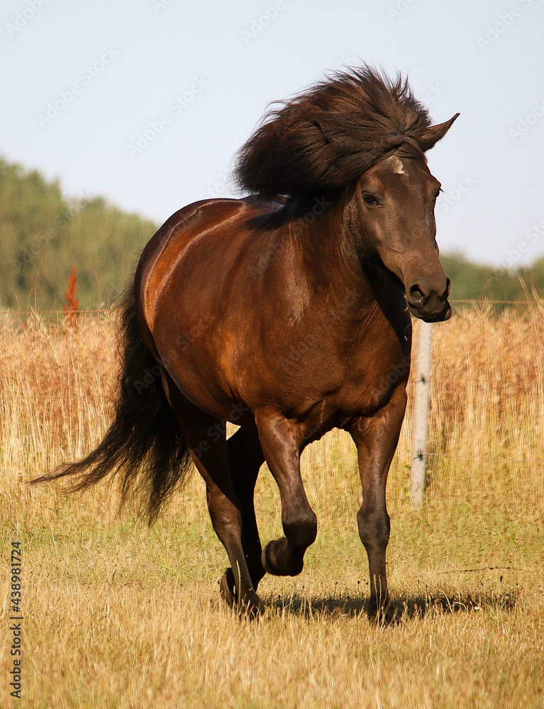 Obraz premium dark icelandic horse is running on the paddock