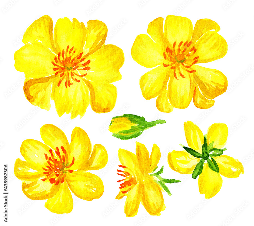 Watercolor yellow apricot flower set. Mai bong, Hoa mai ,the flowers of traditional Vietnamese new year. Ochna blossom
