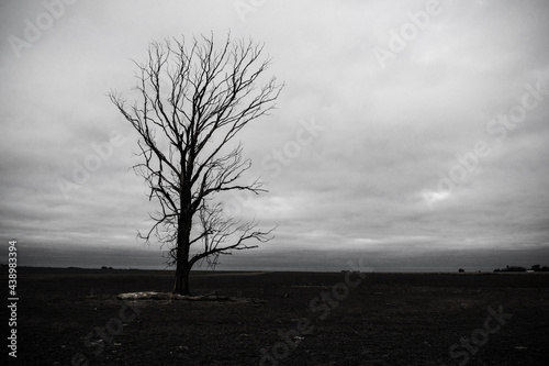 Arbol Muerto 