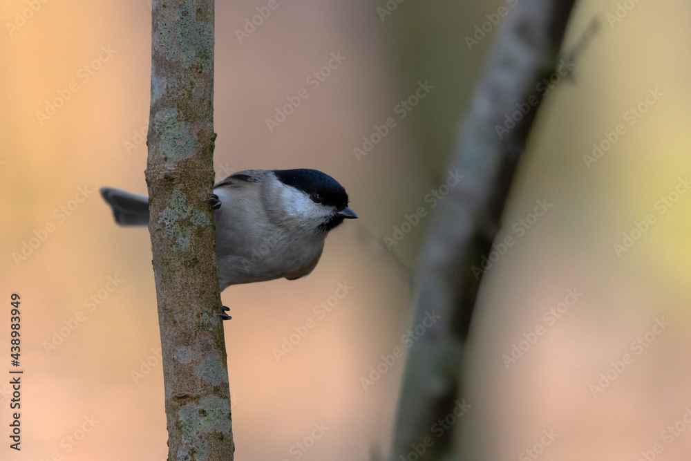 Naklejka premium Mésange nonnette Parus palustris en gros plan