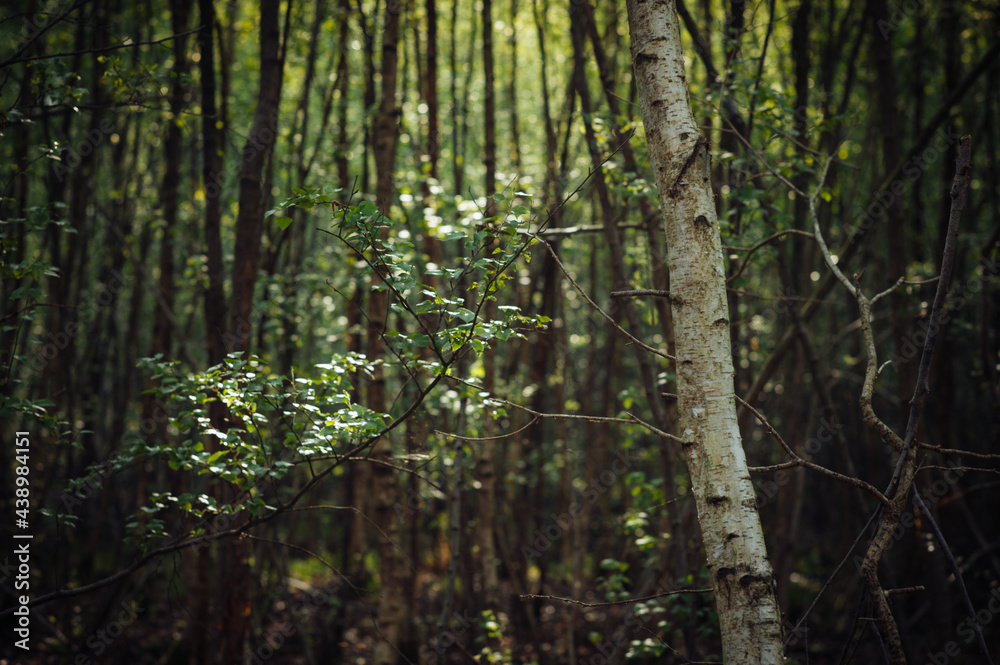 Obraz premium Licht im Wald