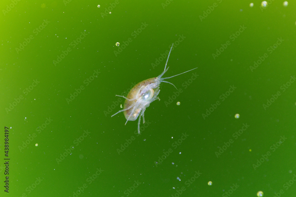 Naklejka premium Crustacé Amphipode Gammaridae Gammarus en gros plan dans eau riche en algues