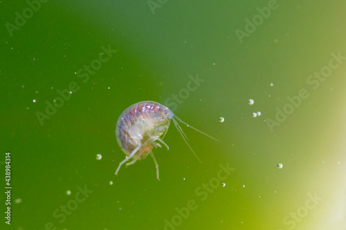 Crustacé Amphipode Gammaridae Gammarus en gros plan dans eau riche en algues photo