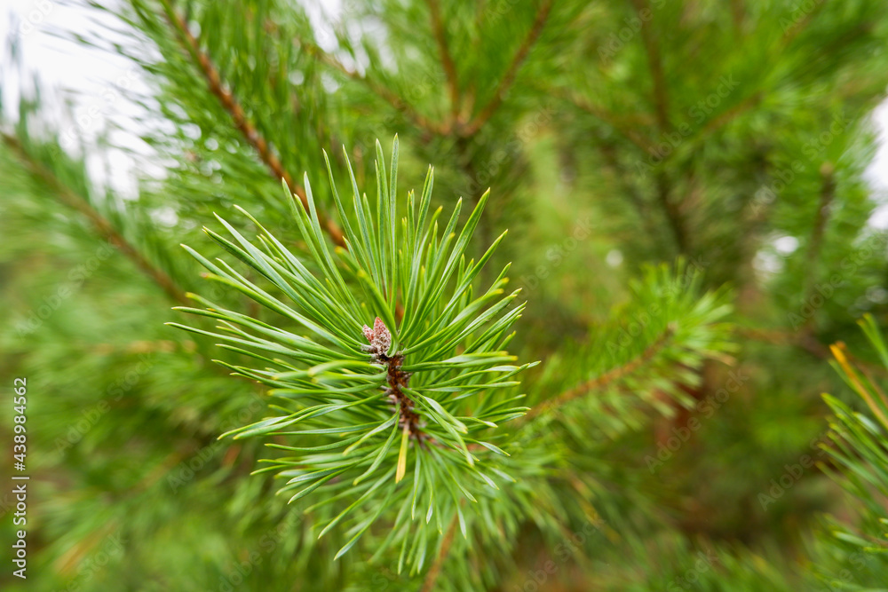 Spring landscape in shades of green. Young branches of a coniferous tree. Brightly green needles of spruce. Fir. Selective focus. Nature concept for design with place for your text Spring landscape in shades of green. Young branches of a coniferous tree. Brightly green needles of spruce. Fir. Selective focus. Nature concept for design with place for your text