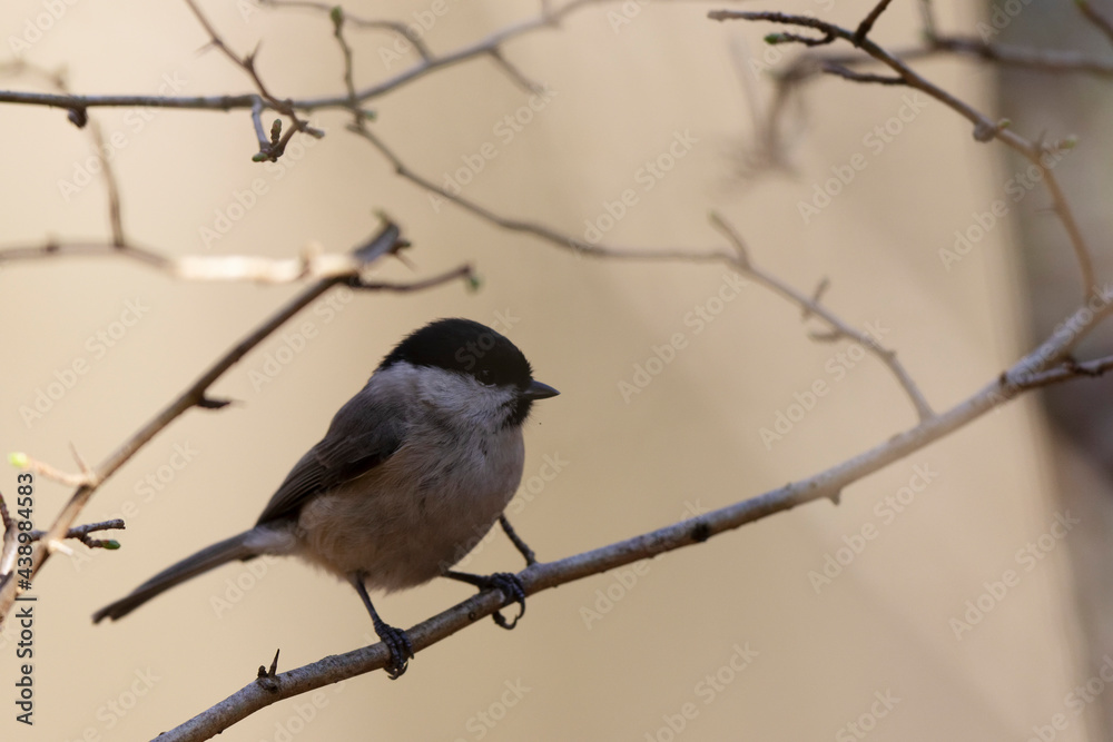 Mésange nonnette Parus palustris en gros plan Mésange nonnette Parus palustris en gros plan
