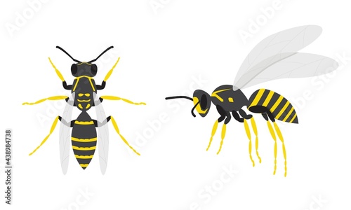 Wasps. A set of two insects. Top and side view. Flat. Vector illustration.