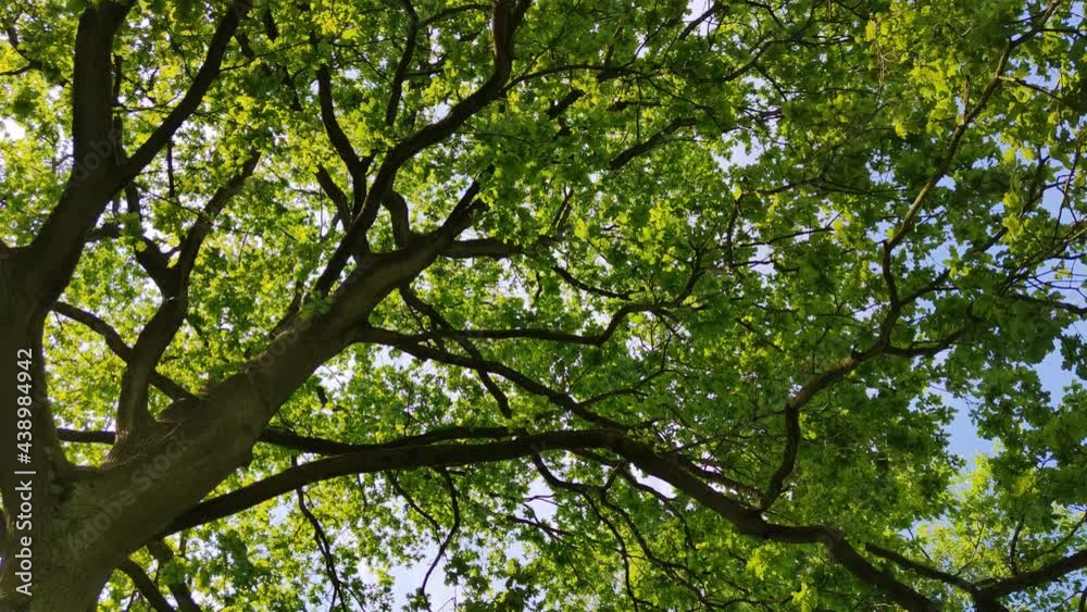 View from under wide tree. Look up and whirl View from under wide tree. Look up and whirl
