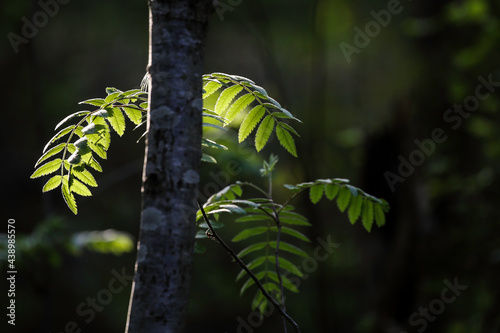 fern leaf in the forest