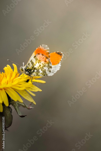 butterfly on flower