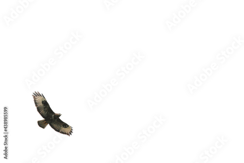 eagle in flight