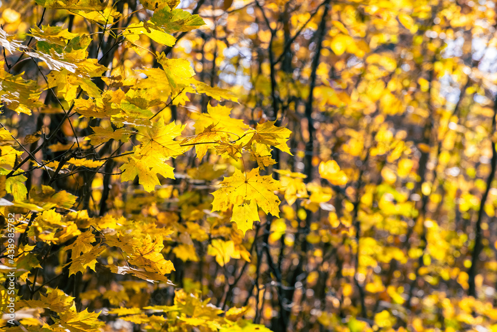 Dense forest with yellow maple leaves on trees, autumn background