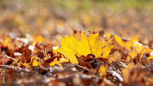 Dry fallen leaves on the ground in the woods in sunny weather, autumn maple leaves