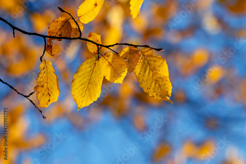 Tree branch with yellow autumn leaves on a background of blue sky on a sunny day