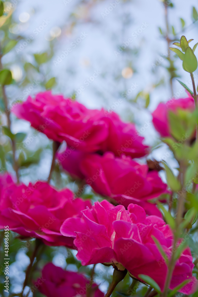 Contrapicado de rosas con el cielo de fondo Contrapicado de rosas con el cielo de fondo