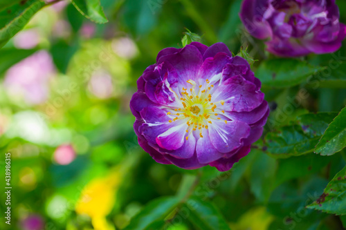 Rosa Veilchenblau con fondo desenfocado