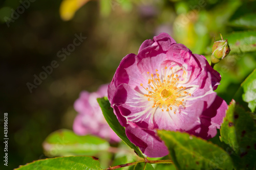 Bild auf Leinwand Rosa Veilchenblau con fondo desenfocado