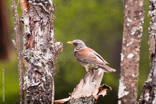 Fieldfare (Turdus pilaris) perched on a lichenous tree © jojoo64