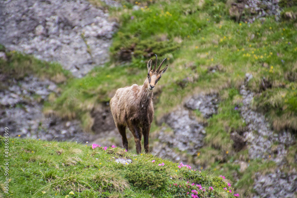 Carpathian Mountain Goat Chamois Rupicapra Carpathian Mountain Goat Chamois Rupicapra