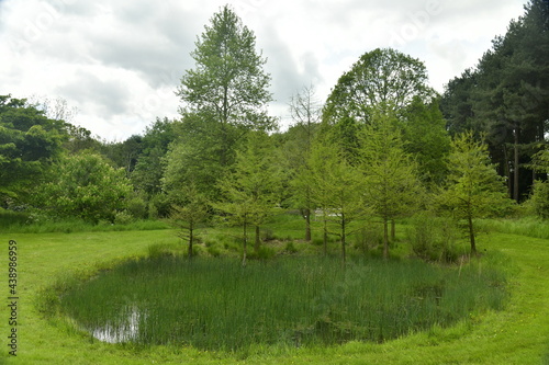Petite marre circulaire couverte de roseaux    l arboretum de Wespelaar 