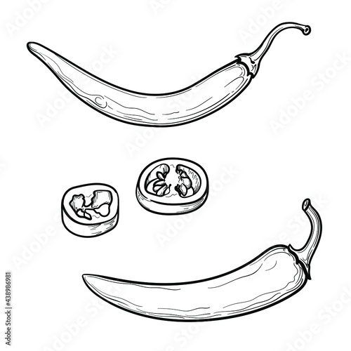Set of hand drawn chili pepper. Black and white. Vector illustration isolated on a white background.