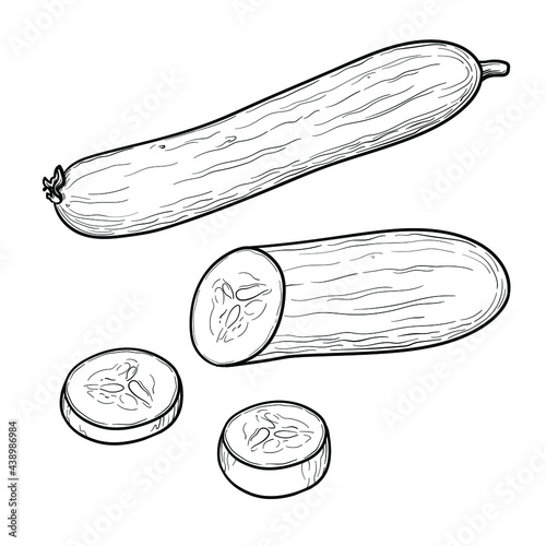 Hand Drawn Cucumber. Black and white. Vector illustration.