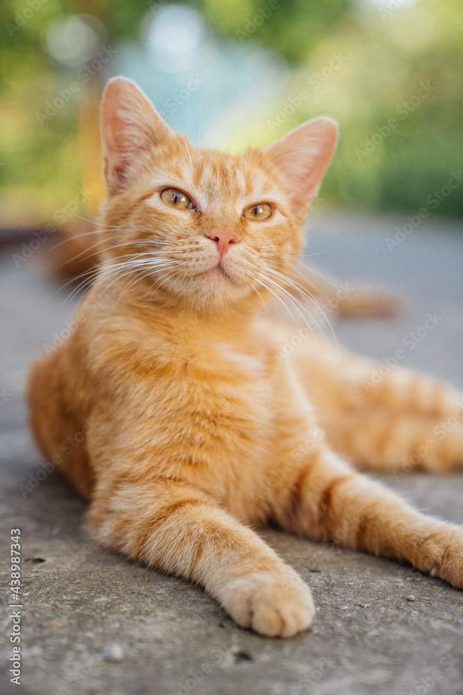 red cat kitten red cat kitten