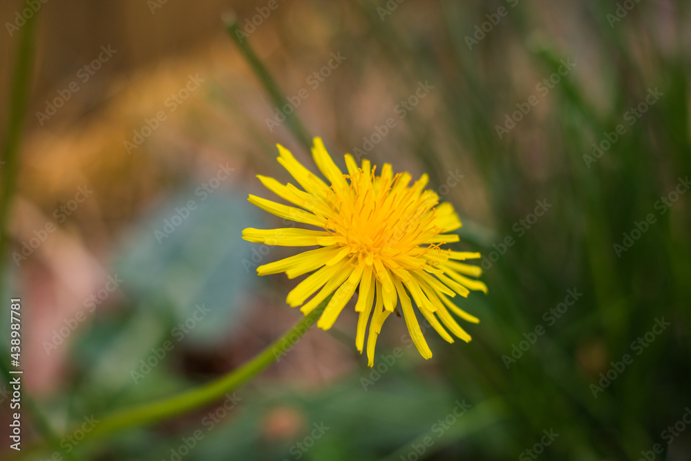 A close-up shot of a dandelion surrounded with other vegetation in the background.
