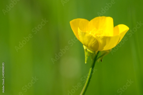 Yellow raunculus flower close-up