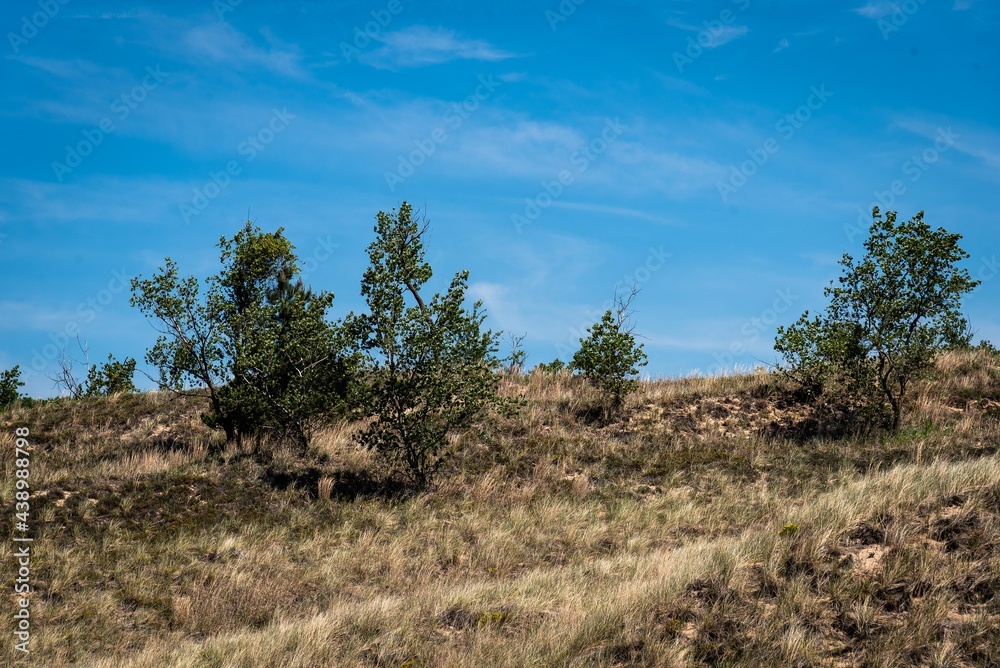 trees in the desert